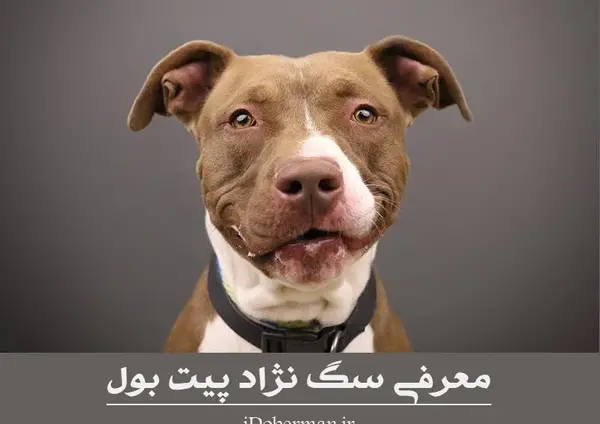 عکس سگ پیت بول نر