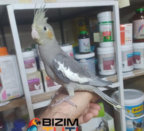 عکس طوطی عروس هلندی نر