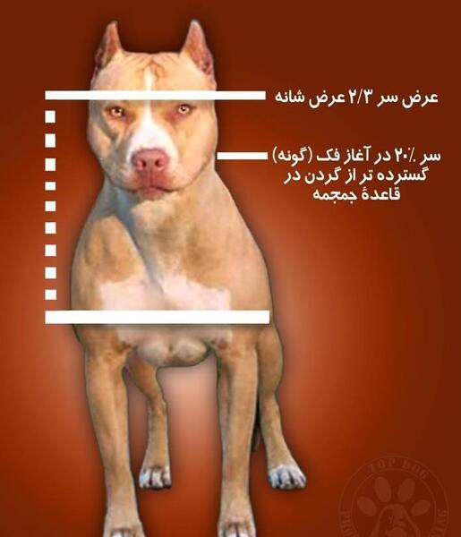 عکس مجسمه سگ پیت بول