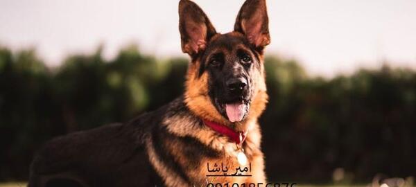 عکس سگ پیت بول و ژرمن