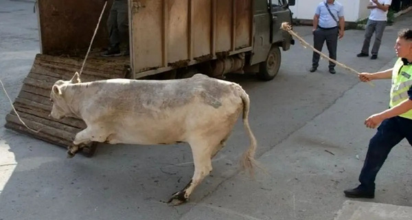 عکس ذبح گاو