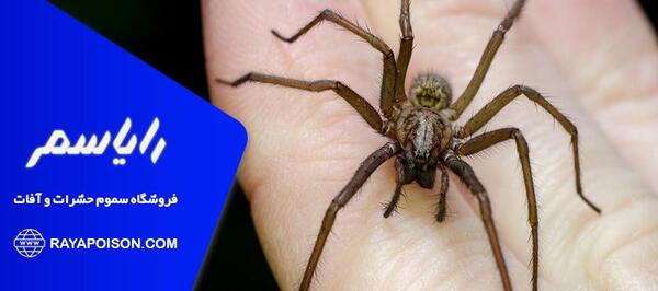 عکس جای نیش عنکبوت