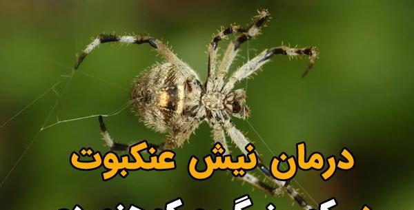 عکس جای نیش عنکبوت