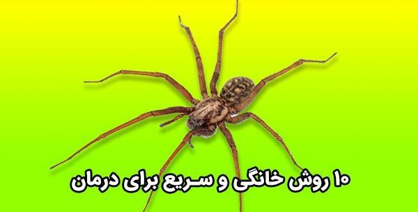 عکس جای نیش عنکبوت