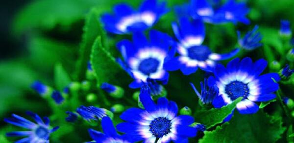 عکس گل طبیعی ابی