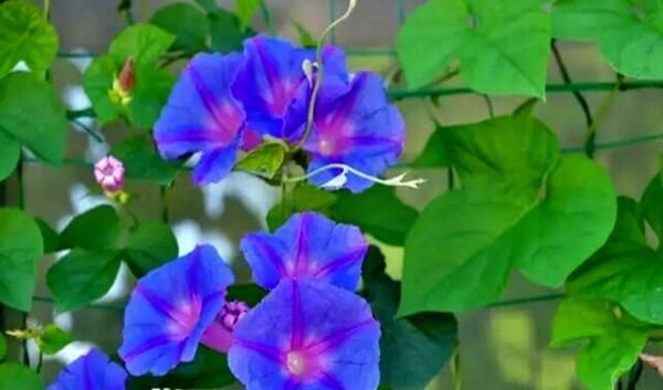 عکس گل طبیعی ابی
