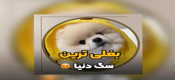 عکس هاپو بغلی