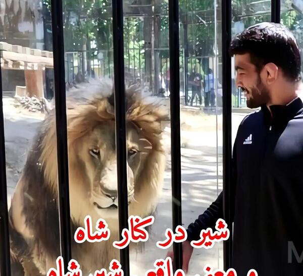 عکس شیر فتوشاپ