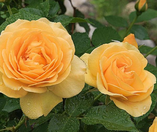 عکس گل زیبا عاشقانه برای پروفایل