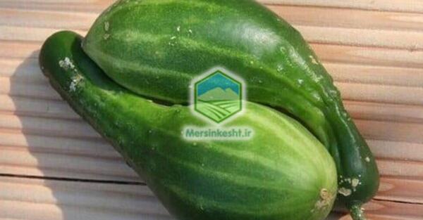 عکس خیار سبز بزرگ