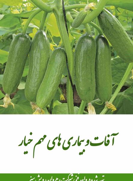 عکس خیار سبز بزرگ