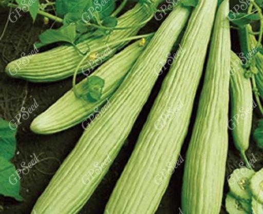 عکس خیار سبز بزرگ