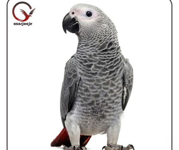 عکس قیمت طوطی صورتی
