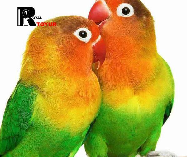 عکس قیمت طوطی صورتی