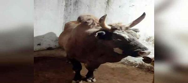 عکس گاو نر جنگی