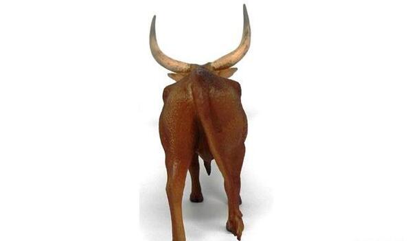 عکس گاو نر جنگی