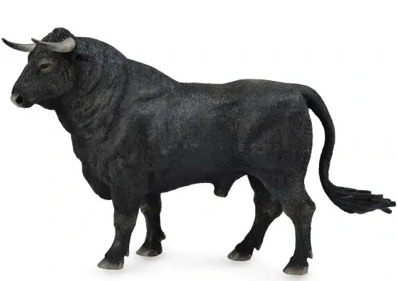 عکس گاو نر جنگی