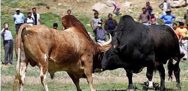 عکس گاو نر جنگی