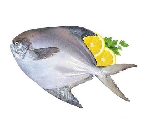 عکس ماهی حلوا سفید