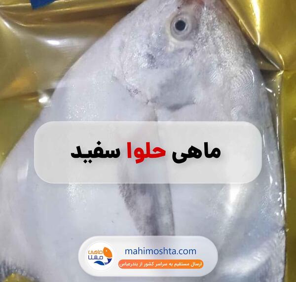 عکس ماهی حلوا سفید