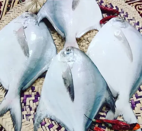 عکس ماهی حلوا سفید