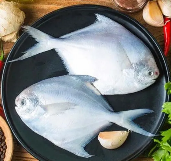عکس ماهی حلوا سفید