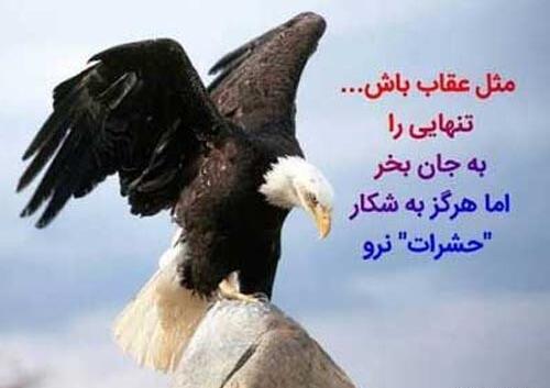 عکس یه عقاب همیشه تنهاست