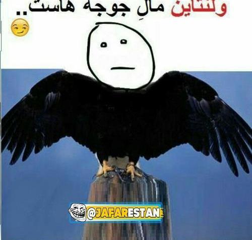 عکس یه عقاب همیشه تنهاست