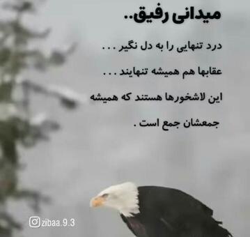 عکس یه عقاب همیشه تنهاست