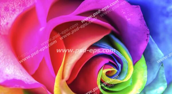 عکس گل رز خیلی زیبا