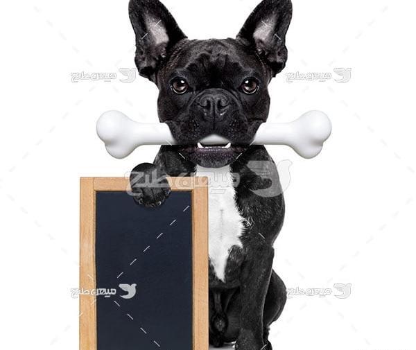 عکس هاپو مشکی