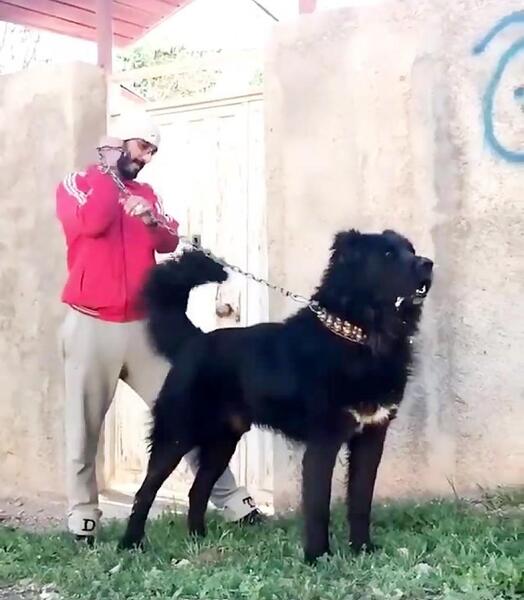 عکس هاپو مشکی