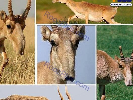 عکس ببر زشت ترین