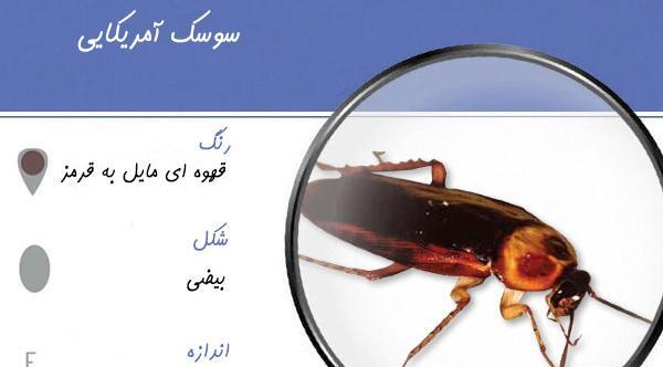 عکس سوسک خانگی