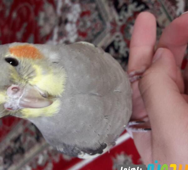 عکس عروس هلندی در حال پرواز