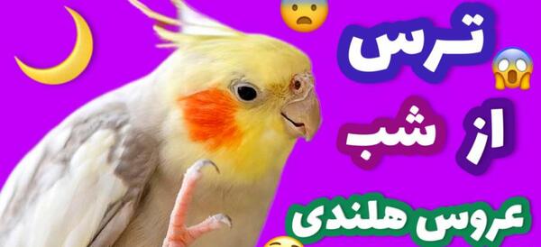 عکس عروس هلندی در حال پرواز