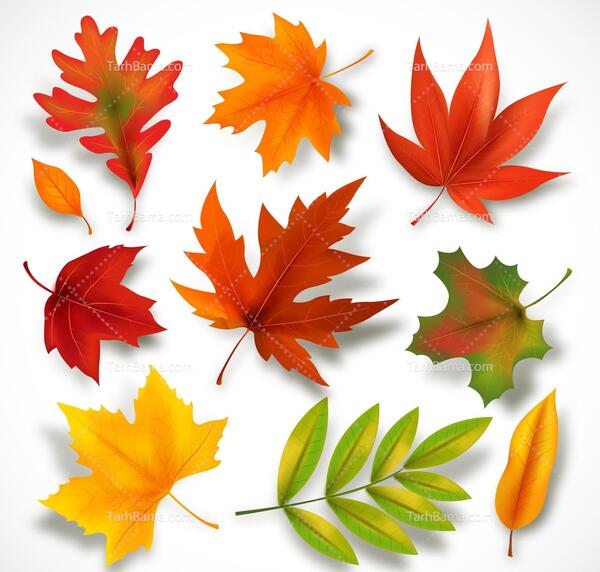 عکس چتر و برگ پاییزی