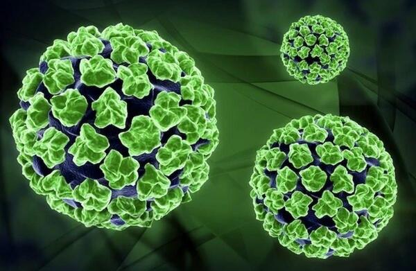 عکس ویروس پاپیلومای انسانی