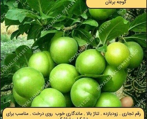 عکس آلو سبز