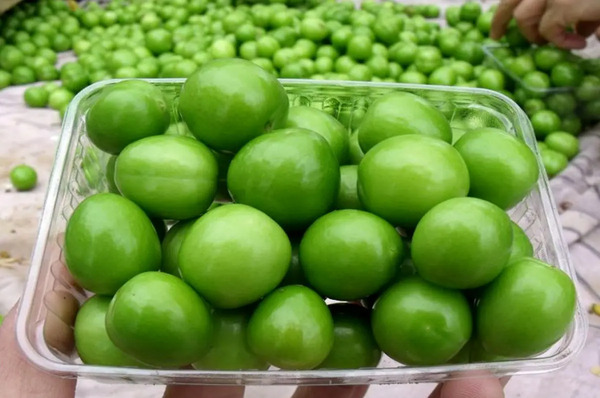 عکس آلو سبز