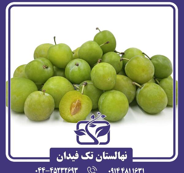 عکس آلو سبز