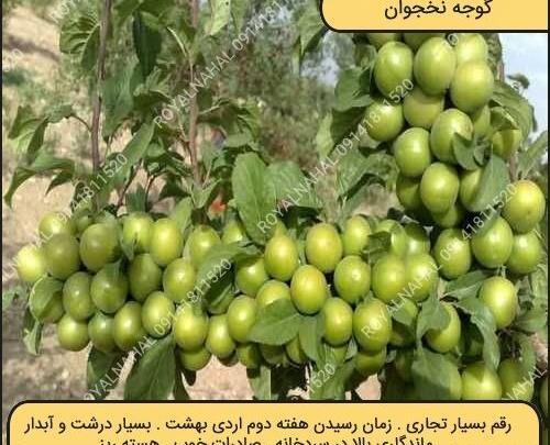 عکس آلو سبز