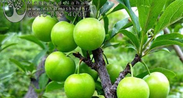 عکس آلو سبز