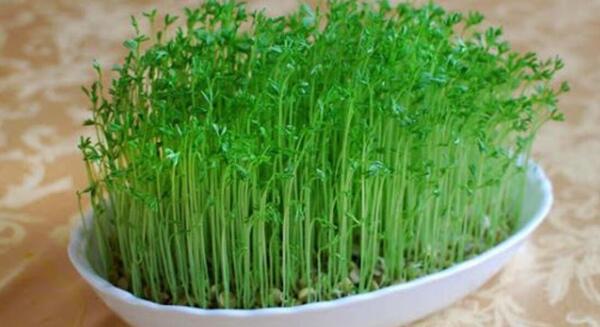 عکس سبزه ی ماش
