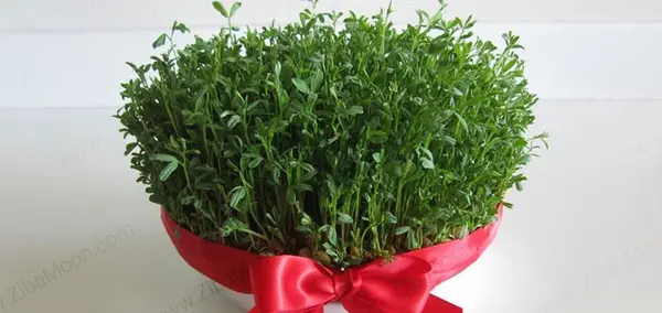 عکس سبزه ی ماش
