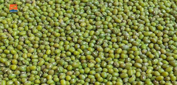 عکس سبزه ی ماش