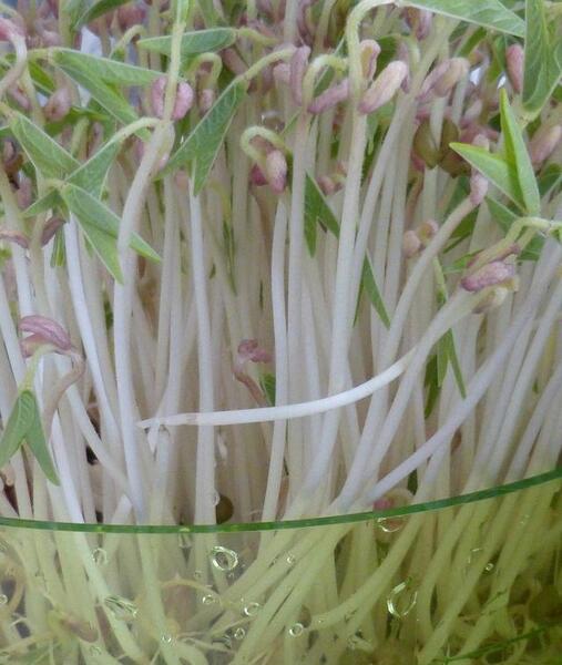 عکس سبزه ی ماش