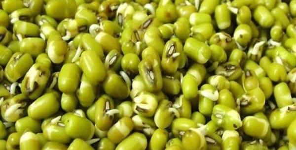 عکس سبزه ی ماش