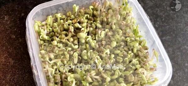 عکس سبزه ی ماش