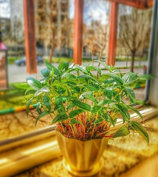 عکس سبزه ی ماش